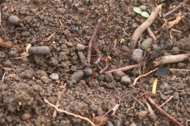 Yakın çekim - toprak görüntüsü