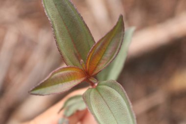 Su damlalı yeşil yaprak