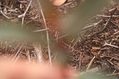 Bir odun yığınına yakın.
