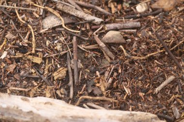 Torpis Ormanı, antik ağaçların gökyüzüne doğru görkemli bir şekilde kuleye doğru yükseldiği, serin ve gölgeli bir kucaklama ile çevreyi kaplayan yeşil bir gölgelik oluşturduğu, nefes kesici bir vahşi doğa alanıdır. Bu yemyeşil ormanın içinde. Asyalı ülkelerde 