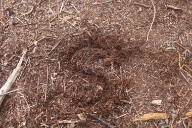 Torpis Ormanı, antik ağaçların gökyüzüne doğru görkemli bir şekilde kuleye doğru yükseldiği, serin ve gölgeli bir kucaklama ile çevreyi kaplayan yeşil bir gölgelik oluşturduğu, nefes kesici bir vahşi doğa alanıdır. Bu yemyeşil ormanın içinde. Asyalı ülkelerde 