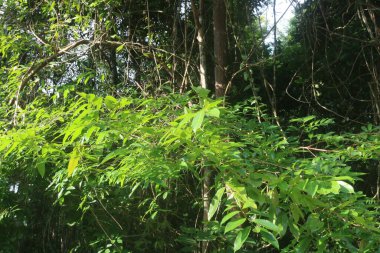Torpis Ormanı, antik ağaçların gökyüzüne doğru görkemli bir şekilde kuleye doğru yükseldiği, serin ve gölgeli bir kucaklama ile çevreyi kaplayan yeşil bir gölgelik oluşturduğu, nefes kesici bir vahşi doğa alanıdır. Bu yemyeşil ormanın içinde. Asyalı ülkelerde 