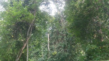 Torpis Ormanı, antik ağaçların gökyüzüne doğru görkemli bir şekilde kuleye doğru yükseldiği, serin ve gölgeli bir kucaklama ile çevreyi kaplayan yeşil bir gölgelik oluşturduğu, nefes kesici bir vahşi doğa alanıdır. Bu yemyeşil ormanın içinde. Asyalı ülkelerde 