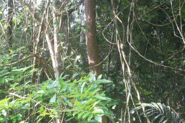 Torpis Ormanı, antik ağaçların gökyüzüne doğru görkemli bir şekilde kuleye doğru yükseldiği, serin ve gölgeli bir kucaklama ile çevreyi kaplayan yeşil bir gölgelik oluşturduğu, nefes kesici bir vahşi doğa alanıdır. Bu yemyeşil ormanın içinde. Asyalı ülkelerde 