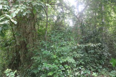 Torpis Ormanı, antik ağaçların gökyüzüne doğru görkemli bir şekilde kuleye doğru yükseldiği, serin ve gölgeli bir kucaklama ile çevreyi kaplayan yeşil bir gölgelik oluşturduğu, nefes kesici bir vahşi doğa alanıdır. Bu yemyeşil ormanın içinde. Asyalı ülkelerde 