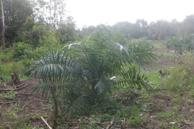 Torpis Ormanı, antik ağaçların gökyüzüne doğru görkemli bir şekilde kuleye doğru yükseldiği, serin ve gölgeli bir kucaklama ile çevreyi kaplayan yeşil bir gölgelik oluşturduğu, nefes kesici bir vahşi doğa alanıdır. Bu yemyeşil ormanın içinde. Asyalı ülkelerde 