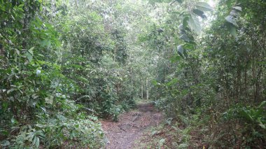 Torpis Ormanı, antik ağaçların gökyüzüne doğru görkemli bir şekilde kuleye doğru yükseldiği, serin ve gölgeli bir kucaklama ile çevreyi kaplayan yeşil bir gölgelik oluşturduğu, nefes kesici bir vahşi doğa alanıdır. Bu yemyeşil ormanın içinde. Asyalı ülkelerde 