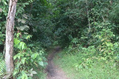 Torpis Ormanı, antik ağaçların gökyüzüne doğru görkemli bir şekilde kuleye doğru yükseldiği, serin ve gölgeli bir kucaklama ile çevreyi kaplayan yeşil bir gölgelik oluşturduğu, nefes kesici bir vahşi doğa alanıdır. Bu yemyeşil ormanın içinde. Asyalı ülkelerde 