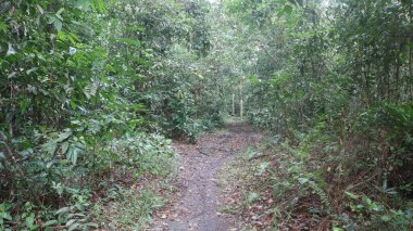 Ormanın benekli güneş ışığında zarif bir şekilde çırpınan yabani kelebekler, havayı turuncu, sarı ve mavinin canlı tonlarıyla boyarlar. Güneş ışığının boşluklarından uçup, gölgelikten süzülürken..., 