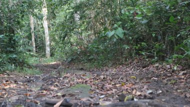 Ormanın benekli güneş ışığında zarif bir şekilde çırpınan yabani kelebekler, havayı turuncu, sarı ve mavinin canlı tonlarıyla boyarlar. Güneş ışığının boşluklarından uçup, gölgelikten süzülürken..., 