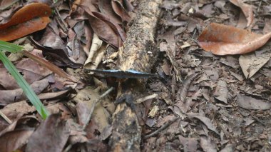 Ormanın benekli güneş ışığında zarif bir şekilde çırpınan yabani kelebekler, havayı turuncu, sarı ve mavinin canlı tonlarıyla boyarlar. Güneş ışığının boşluklarından uçup, gölgelikten süzülürken..., 