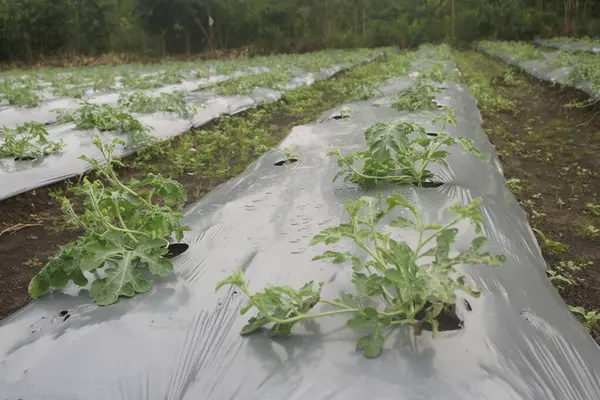 Bilimsel olarak Citrullus lanatus olarak bilinen karpuz, tatlı tadı ve yüksek su içeriğiyle tanınan ferahlatıcı ve sulu bir meyvedir. Bu sarmaşık benzeri çiçek bitkisi Cucurbitaceae ailesine ait. 