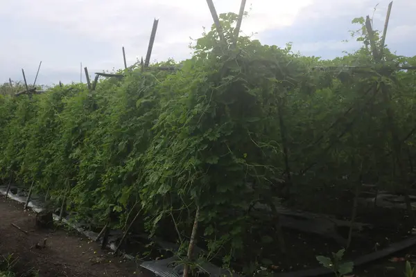 Torpis Ormanı, antik ağaçların gökyüzüne doğru görkemli bir şekilde kuleye doğru yükseldiği, serin ve gölgeli bir kucaklama ile çevreyi kaplayan yeşil bir gölgelik oluşturduğu, nefes kesici bir vahşi doğa alanıdır. Bu yemyeşil ormanın içinde. Asyalı ülkelerde 