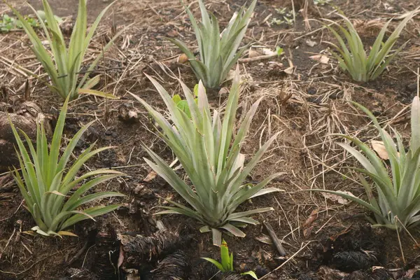 Torpis Ormanı, antik ağaçların gökyüzüne doğru görkemli bir şekilde kuleye doğru yükseldiği, serin ve gölgeli bir kucaklama ile çevreyi kaplayan yeşil bir gölgelik oluşturduğu, nefes kesici bir vahşi doğa alanıdır. Bu yemyeşil ormanın içinde. Asyalı ülkelerde 
