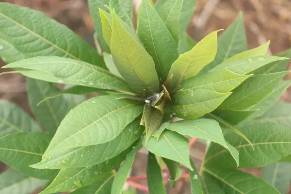 Doğadaki bir ağacın yaprakları.