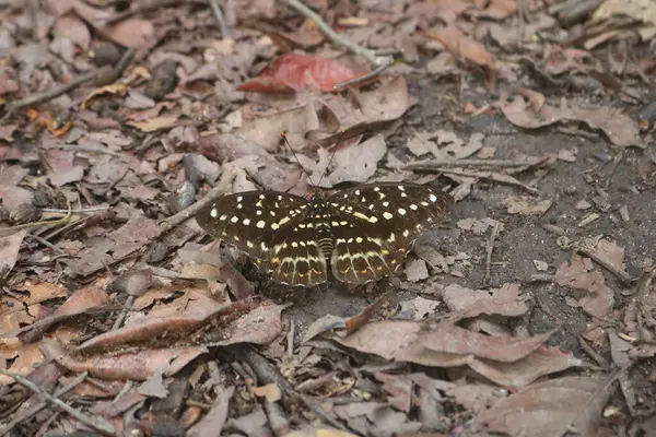 Ormanın benekli güneş ışığında zarif bir şekilde çırpınan yabani kelebekler, havayı turuncu, sarı ve mavinin canlı tonlarıyla boyarlar. Güneş ışığının boşluklarından uçup, gölgelikten süzülürken..., 