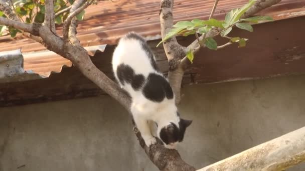 Gato Blanco Árbol — Vídeos de Stock