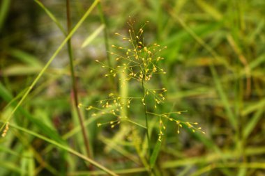 Beyaz kum manzaralı temiz nehir suyu, su bitkileri, tropikal yağmur ormanları, küçük balıklar ve önünde çok berrak bir nehir. güzel manzara