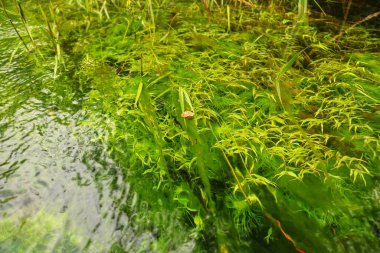 Beyaz kum manzaralı temiz nehir suyu, su bitkileri, tropikal yağmur ormanları, küçük balıklar ve önünde çok berrak bir nehir. güzel manzara