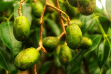 Fresh kedongdong fruit still depends on the branch, it has a sour and delicious taste and is often found in ASEAN countries clipart
