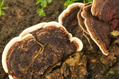 Ungus (Trametes versicolor), kanserin tedavisi için faydaları olan ama düzgünce yönetilmesi gereken çürüyen ağaçlar üzerine