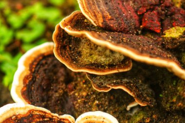 ungus (Trametes versicolor) on rotting fallen trees which contains benefits for curing cancer but must be managed properly clipart