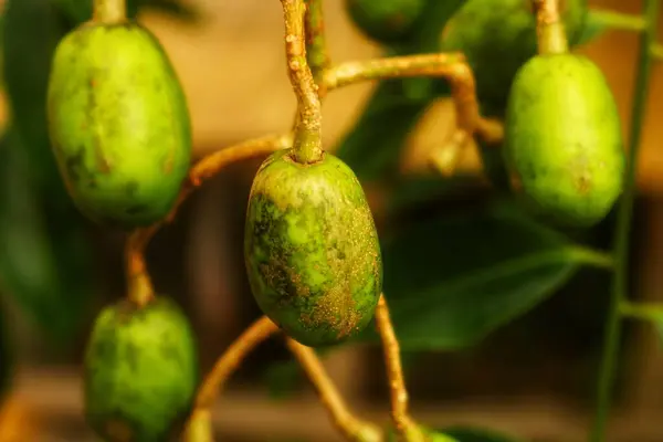 Taze kedongdong meyvesi hala dala bağlıdır, ekşi ve lezzetli bir tadı vardır ve genellikle ASEAN ülkelerinde bulunur.