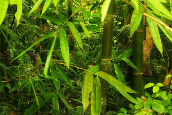 Green bamboo with leaves isolated on a wild plant background with many benefits of bamboo for people\'s lives