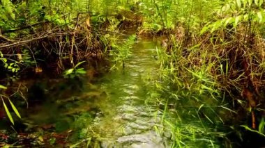 Beyaz kum manzaralı temiz nehir suyu, su bitkileri, tropikal yağmur ormanları, küçük balıklar ve önünde çok berrak bir nehir. güzel manzara