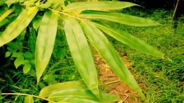 Sabah güneşli bambu ormanı, yeşil doğa arka planı