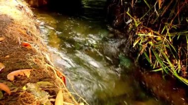 Beyaz kum manzaralı temiz nehir suyu, su bitkileri, tropikal yağmur ormanları, küçük balıklar ve önünde çok berrak bir nehir. güzel manzara