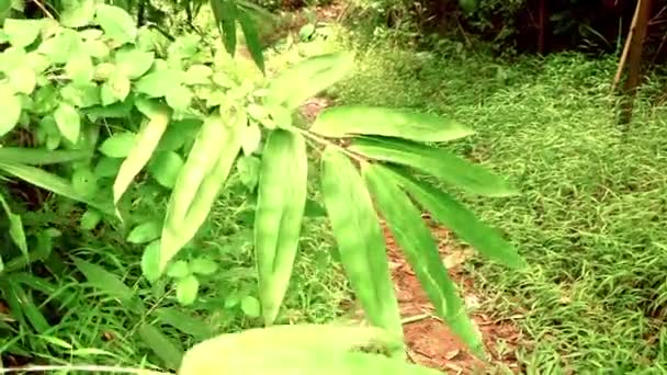 Bambu Skog Med Morgon Solljus Grön Natur Bakgrund — Stockvideo