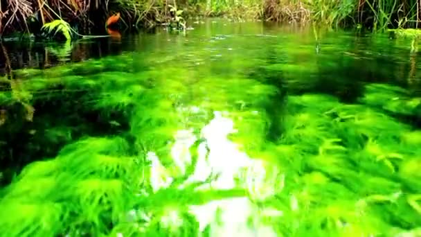 Tiszta Folyóvíz Fehér Homokkal Vízi Növényekkel Trópusi Esőerdőkkel Kis Halakkal — Stock videók