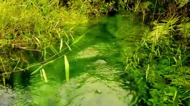 Чиста Річкова Вода Пейзажем Білого Піску Водними Рослинами Тропічними Тропічними — стокове відео