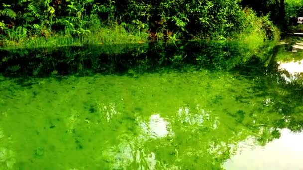 Czysta Woda Rzeczna Krajobrazem Białym Piaskiem Roślinami Wodnymi Tropikalnym Lasem — Wideo stockowe