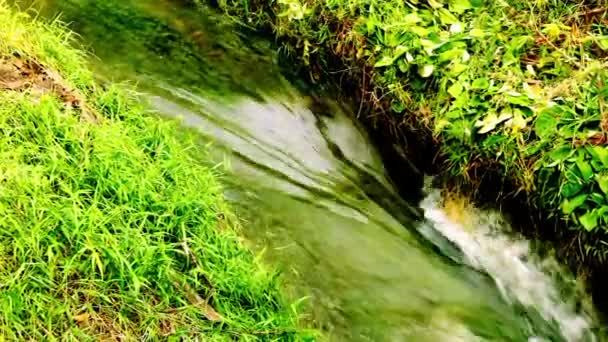 Czysta Woda Rzeczna Krajobrazem Białym Piaskiem Roślinami Wodnymi Tropikalnym Lasem — Wideo stockowe