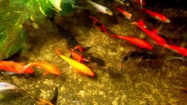 Basen Rzeczny Ryby Ozdobne Kolorowej Wodzie Asian Koi Akwarium Japońska — Wideo stockowe