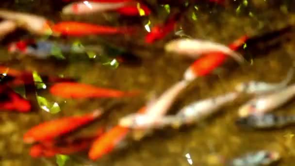 河游泳池 观赏鱼在五彩缤纷的水中 亚洲科伊水族馆日本野生动物五彩斑斓的景观照片清澈的水与流动的水自然 — 图库视频影像