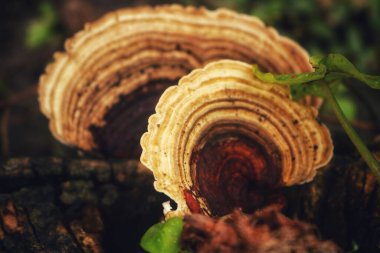 Ungus (Trametes versicolor), kanserin tedavisi için faydaları olan ama düzgünce yönetilmesi gereken çürüyen ağaçlar üzerine