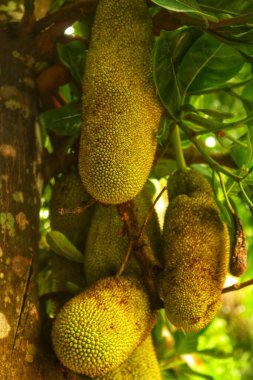 bereketli Jackfruit (Artocarpus heterophyllus) büyüyen bir Jackfruit bitkisinin yakın çekim görüntüsü. Genç Jackfruit Ağacı. Tropikal bir meyve bahçesinde ağaçta sallanan meyve meyvesi. çiftçiler tarafından bakılıyor.