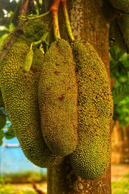 bereketli Jackfruit (Artocarpus heterophyllus) büyüyen bir Jackfruit bitkisinin yakın çekim görüntüsü. Genç Jackfruit Ağacı. Tropikal bir meyve bahçesinde ağaçta sallanan meyve meyvesi. çiftçiler tarafından bakılıyor.