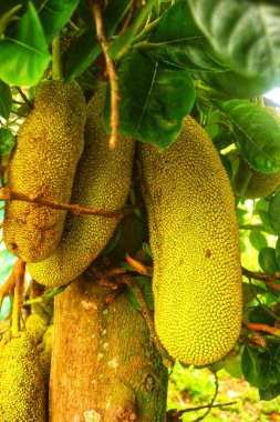 bereketli Jackfruit (Artocarpus heterophyllus) büyüyen bir Jackfruit bitkisinin yakın çekim görüntüsü. Genç Jackfruit Ağacı. Tropikal bir meyve bahçesinde ağaçta sallanan meyve meyvesi. çiftçiler tarafından bakılıyor.