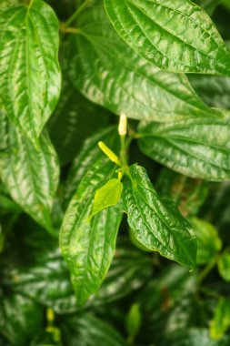 yeşil çay yaprakları, doğa arka planı