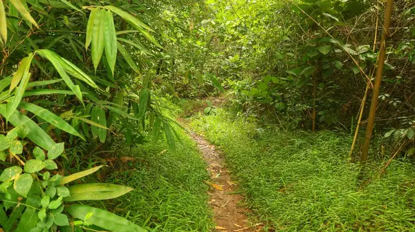 Yabani bir bitki arka planında yaprakları olan yeşil bambu insanların hayatları için pek çok yararları var.