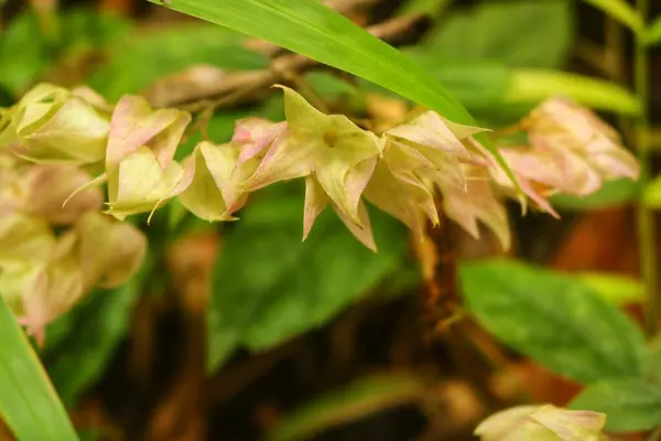 Parktaki güzel çiçek ve doğa
