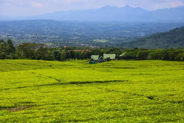 morning green tea garden at sunrise, nature and mountains background and fresh air.
