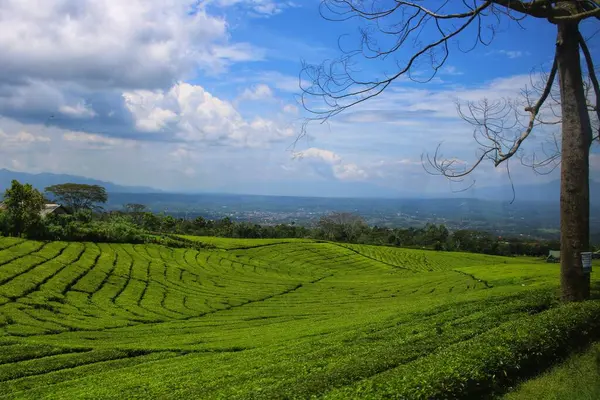 Sabah yeşil çay bahçesi gün doğumunda, doğa ve dağlar arka planda ve temiz hava.