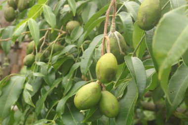 Bahçede taze yeşil mango