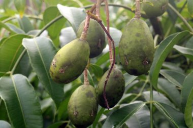Bahçedeki ağaçta yeşil papaya.