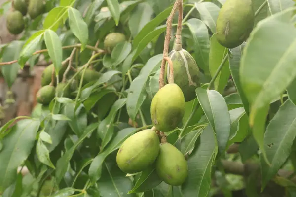 Bahçede taze yeşil mango